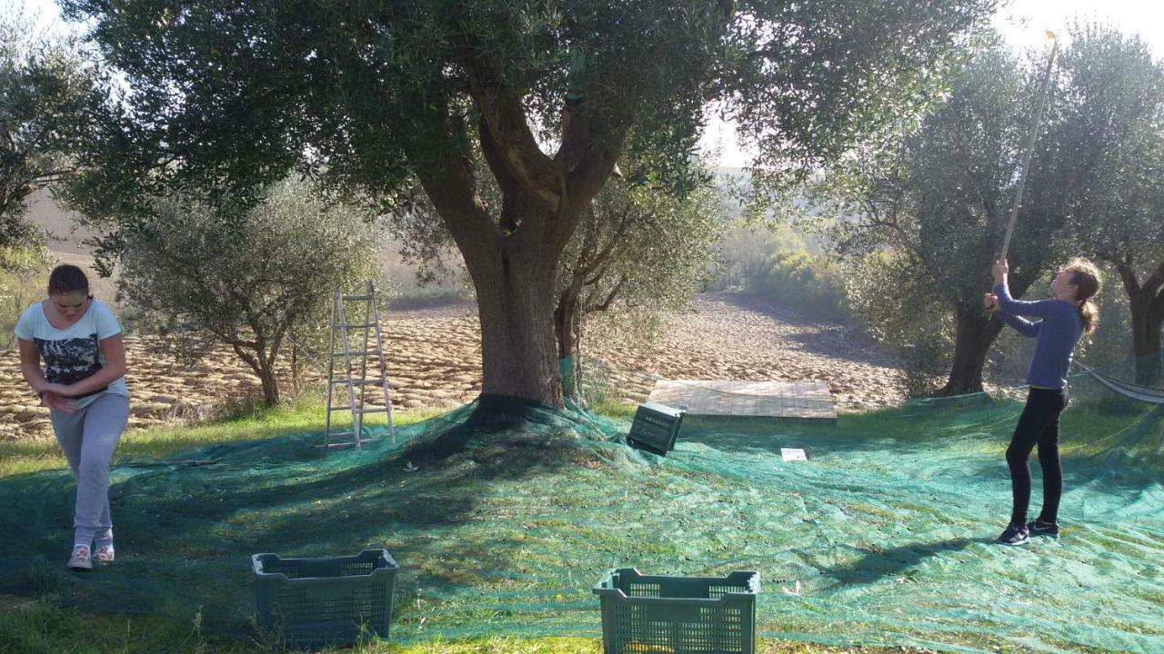 Tenuta Tredici Ulivi Senigallia Esterno foto