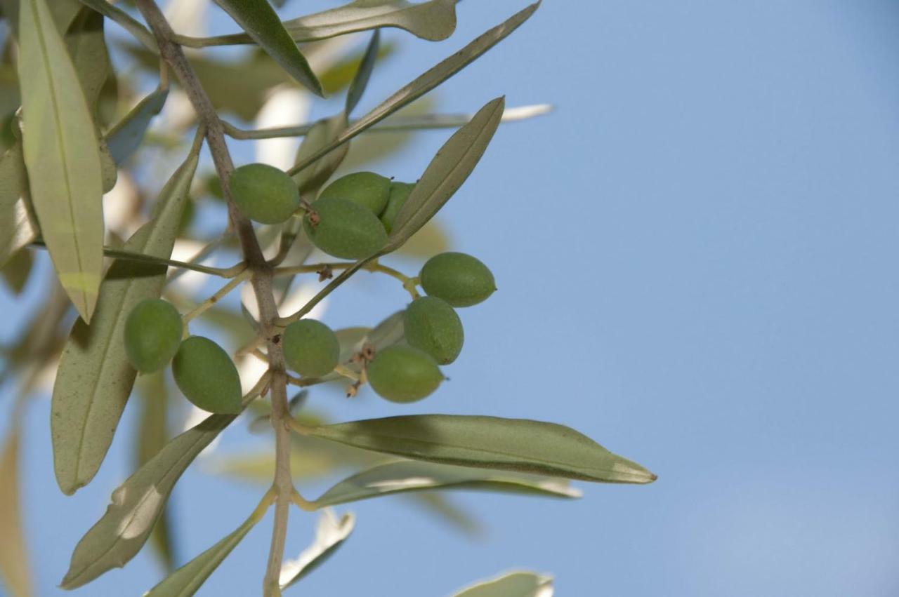 Tenuta Tredici Ulivi Senigallia Esterno foto