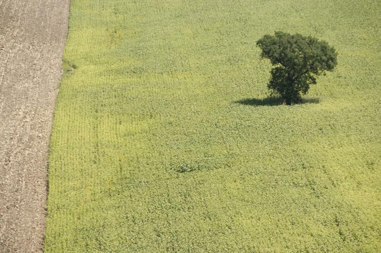 Tenuta Tredici Ulivi Senigallia Esterno foto