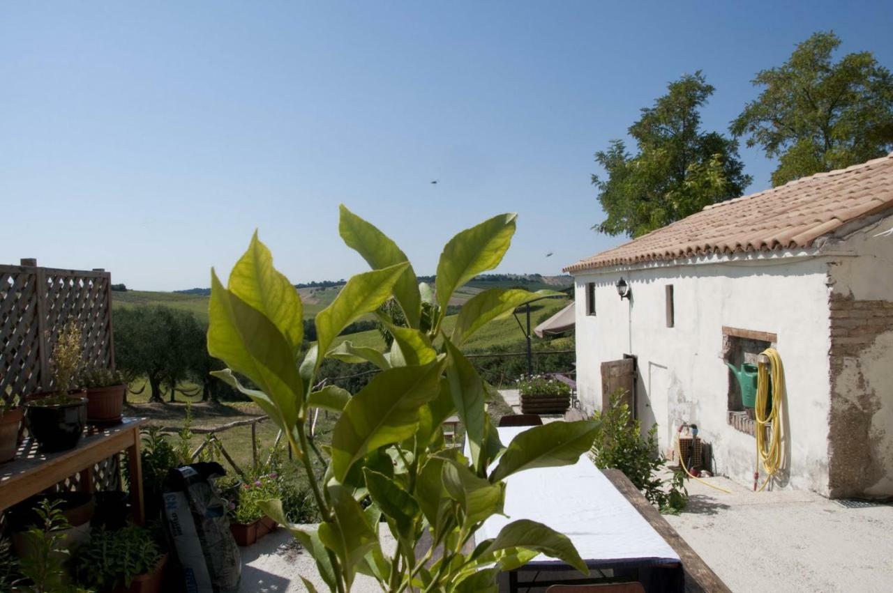 Tenuta Tredici Ulivi Senigallia Esterno foto